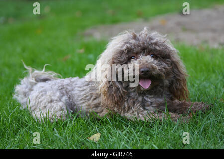 dog breed male dog Stock Photo