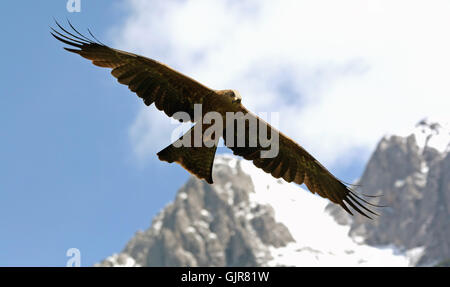 eagle in the alps Stock Photo