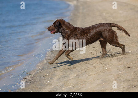 Chocolate lab running on the beach Stock Photo
