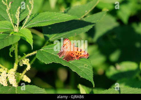 Eastern Comma butterfly  (Polygonia comma) Stock Photo