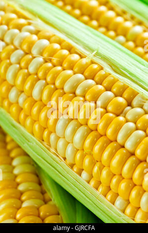 vegetable ears corn Stock Photo