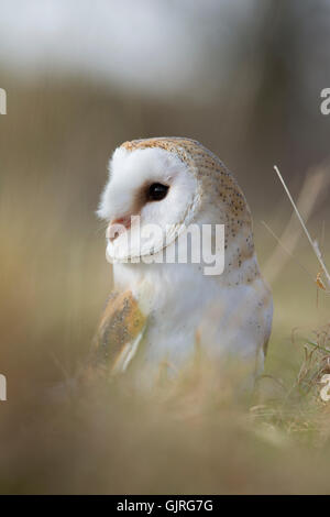 Barn Owl; Tyto alba Cornwall; UK