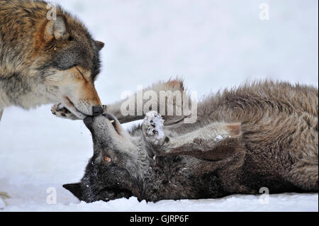 wolf wolves teeth Stock Photo