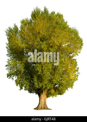 poplar isolated on white Stock Photo