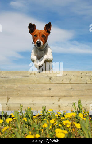 pet dog spring Stock Photo