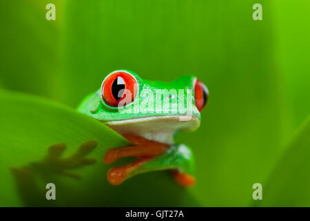 animal amphibian frog Stock Photo