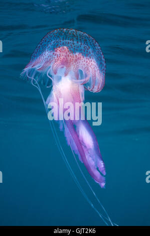 jellyfish water mediterranean Stock Photo