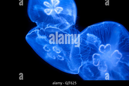 jellyfish Stock Photo
