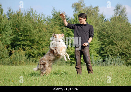 dog trainer with australia shepherd Stock Photo