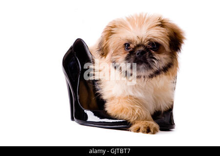 isolated dog puppy Stock Photo