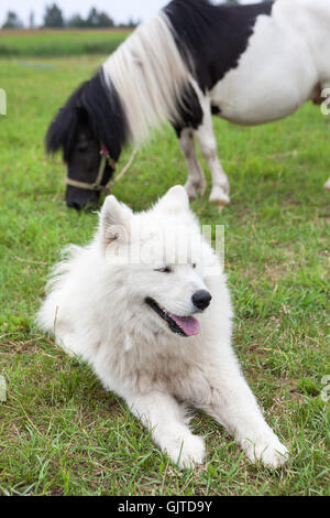 White fluffy dog laying on green grass and pony standing at the background Stock Photo