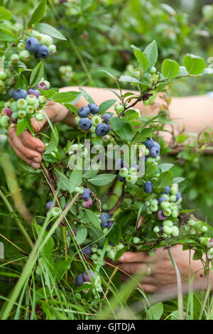 Female hands collecting blueberry from green bush, close-up view Stock Photo