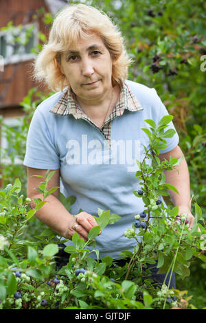 Middle aged woman gathering berries of blueberry from bush in garden Stock Photo