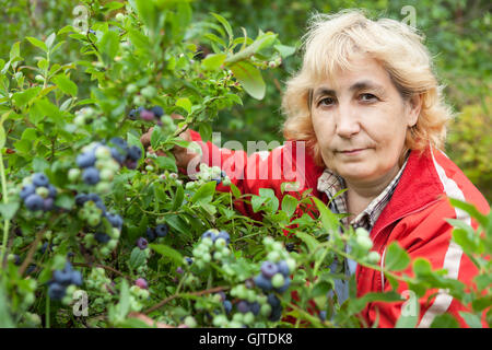 Smiling mature woman collects berries of ripe blueberry from bush in the garden Stock Photo