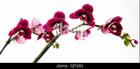 flower plant orchid Stock Photo