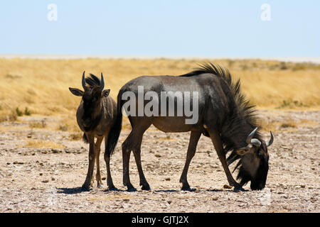 wildebeest in the etosha national park,namibia Stock Photo