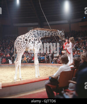 Zirkus Krone in München, 1981. Zirkusnummer mit Giraffe. Performance in Circus Krone in Munich, 1981. Giraffe circus act. Stock Photo