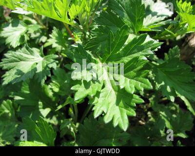 common mugwort,artemisia vulgaris Stock Photo