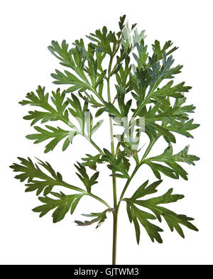 wormwood (artemisia absinthium) Stock Photo