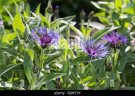 Berg-Flockenblume, Bergflockenblume, Centaurea montana, Perennial cornflower, mountain cornflower, bachelor's button, montane kn Stock Photo