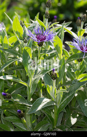 Berg-Flockenblume, Bergflockenblume, Centaurea montana, Perennial cornflower, mountain cornflower, bachelor's button, montane kn