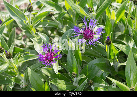 Berg-Flockenblume, Bergflockenblume, Centaurea montana, Perennial cornflower, mountain cornflower, bachelor's button, montane kn Stock Photo