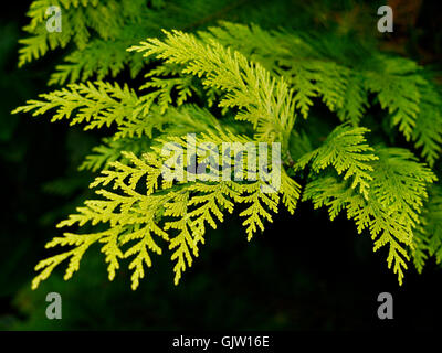 conifer cypress plant species Stock Photo