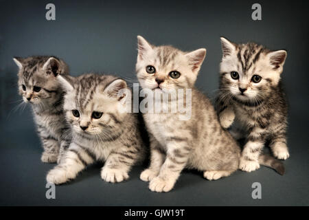 british shorthair kittens adorable animal baby beautiful cat charming companion cuddly cute domestic feline friend fur furry kitten kitty little loving mammal nice pet play puss pussycat small sweet tiger whiskers young  Stock Photo