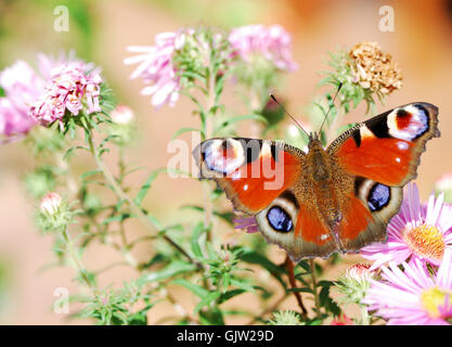 beautiful beauteously nice Stock Photo