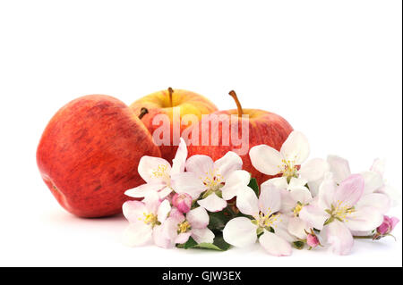 flower plant bloom Stock Photo