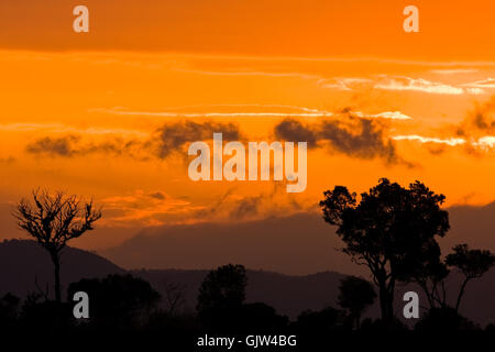 tree sunset africa Stock Photo