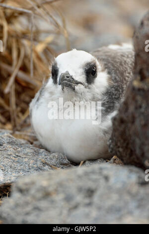 Swallow-tailed Gull (Creagrus furcatus) fledgling , Galapagos Islands National Park, South Plaza Island, Ecuador Stock Photo