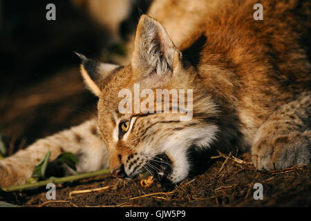 Portrait of an Eurasian Lynx / Eurasischer Luchs ( Lynx lynx ) nibbling on a piece of wood, golden light.