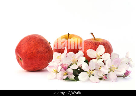 isolated bloom blossom Stock Photo
