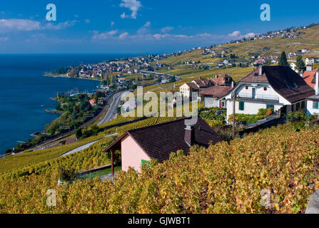 lavaux vineyards and lake geneva in the autumn Stock Photo