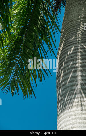 Close-up a palm tree bark on a sunny day