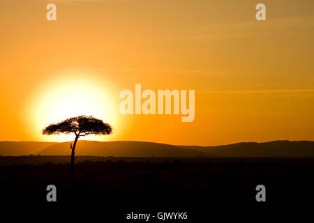 tree sunset africa Stock Photo