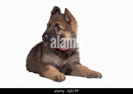 German Shepherd puppy Stock Photo