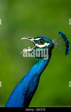 male masculine peacock Stock Photo