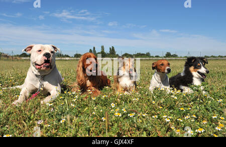 five dog dogs Stock Photo