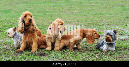 dog puppy terrier Stock Photo