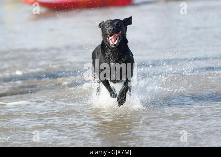 Labradors love the sea Stock Photo