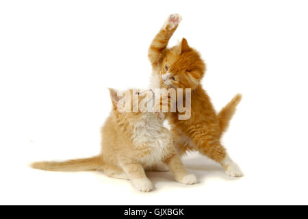 Fighting kittens Stock Photo