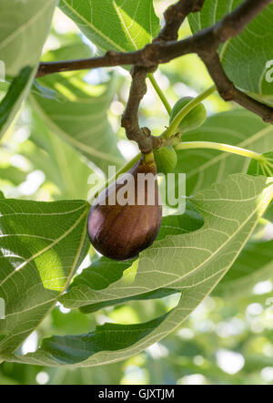 Ripe fig fruits on tree branch Stock Photo