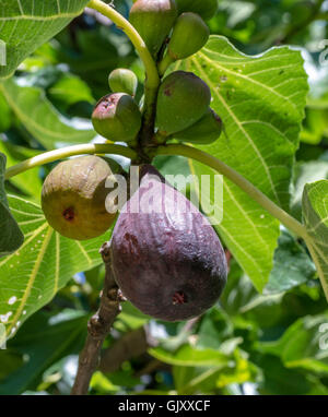 Ripe fig fruits on tree branch Stock Photo