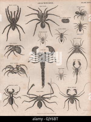 SPIDERS Arachnids. Tarantula Birdeater scorpions phrynus. BRITANNICA, 1860 Stock Photo
