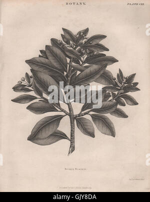 Drimys Winteri (winter's bark or canelo). BRITANNICA, antique print 1860 Stock Photo
