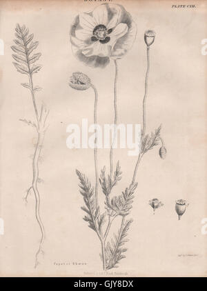 Papaver Rhoeas (common corn field Flanders red poppy, coquelicot, headwark) 1860 Stock Photo