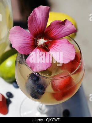 A glass of white sangria with fruit embedded ice cubes and a hibiscus garnish. Stock Photo