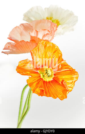 mohnbluete macro flower Stock Photo